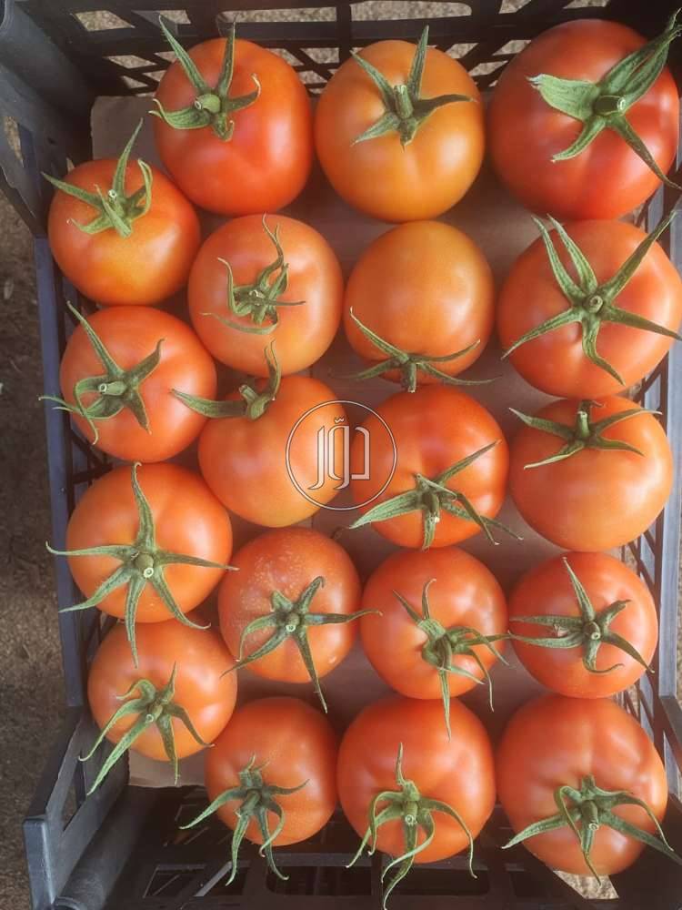 صور محاصيل وبذور زراعية في الامارات - دوّر.كوم