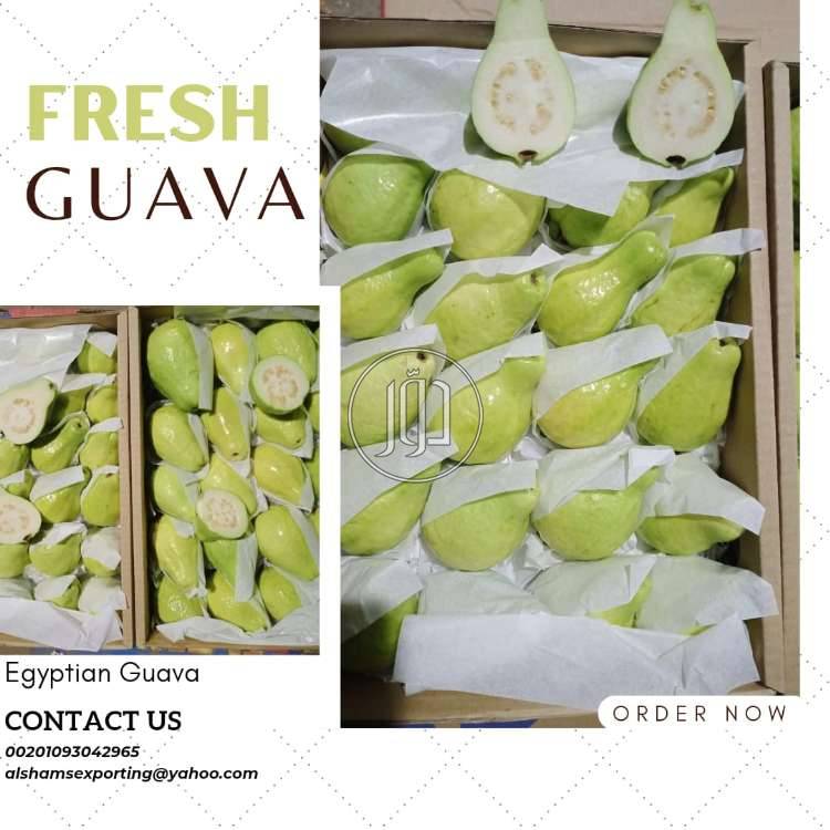 صور محاصيل وبذور زراعية في الامارات - دوّر.كوم