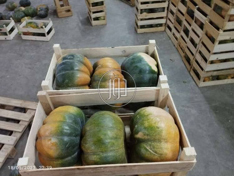 صور محاصيل وبذور زراعية في الامارات - دوّر.كوم