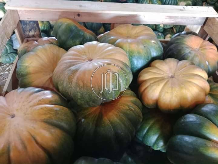 صور محاصيل وبذور زراعية في الامارات - دوّر.كوم