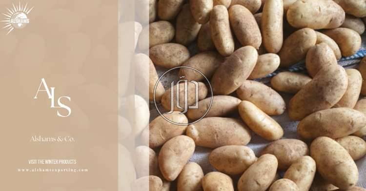 صور محاصيل وبذور زراعية في الامارات - دوّر.كوم