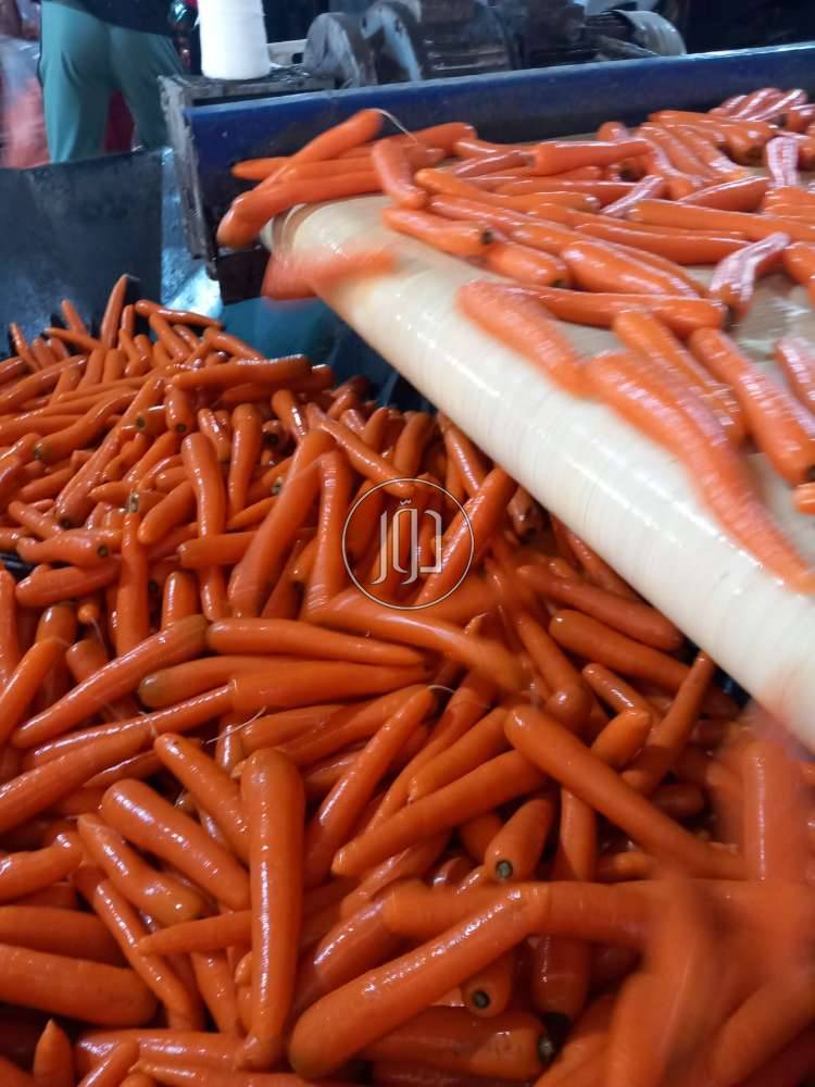 صور محاصيل وبذور زراعية في الامارات - دوّر.كوم