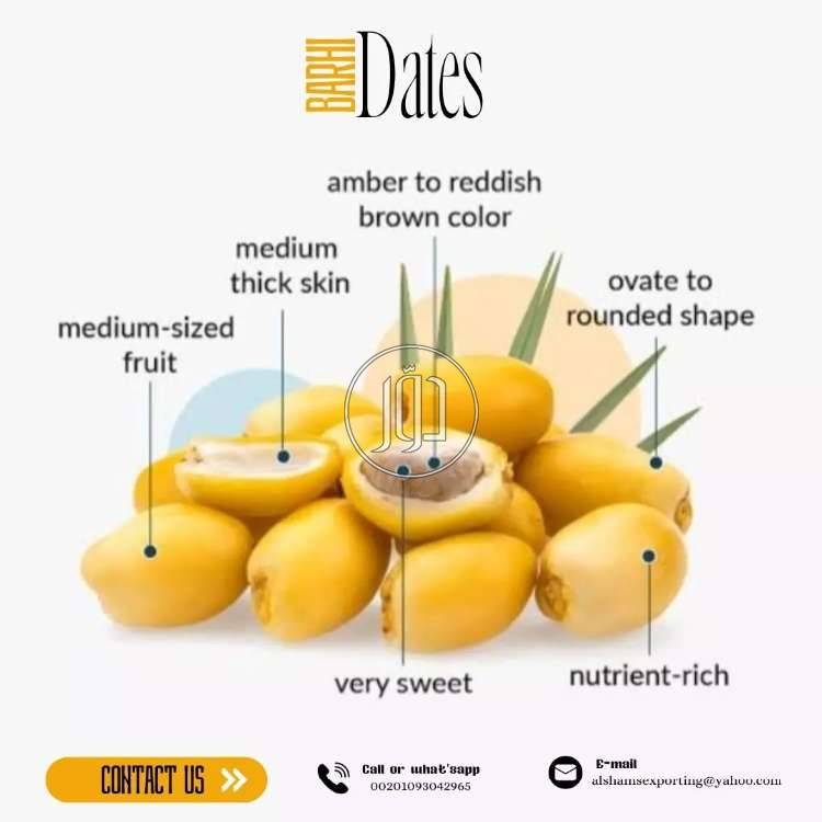 صور محاصيل وبذور زراعية في الامارات - دوّر.كوم