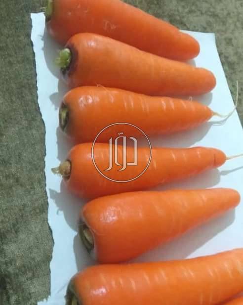 صور محاصيل وبذور زراعية في الامارات - دوّر.كوم