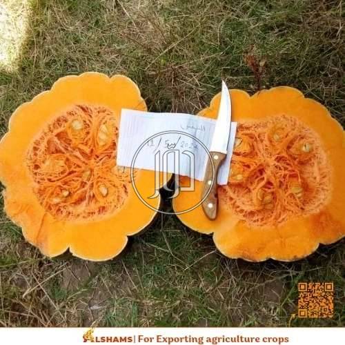 صور محاصيل وبذور زراعية في الامارات - دوّر.كوم