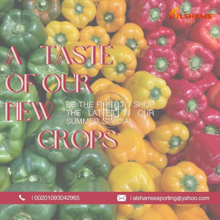 صور محاصيل وبذور زراعية في الامارات - دوّر.كوم