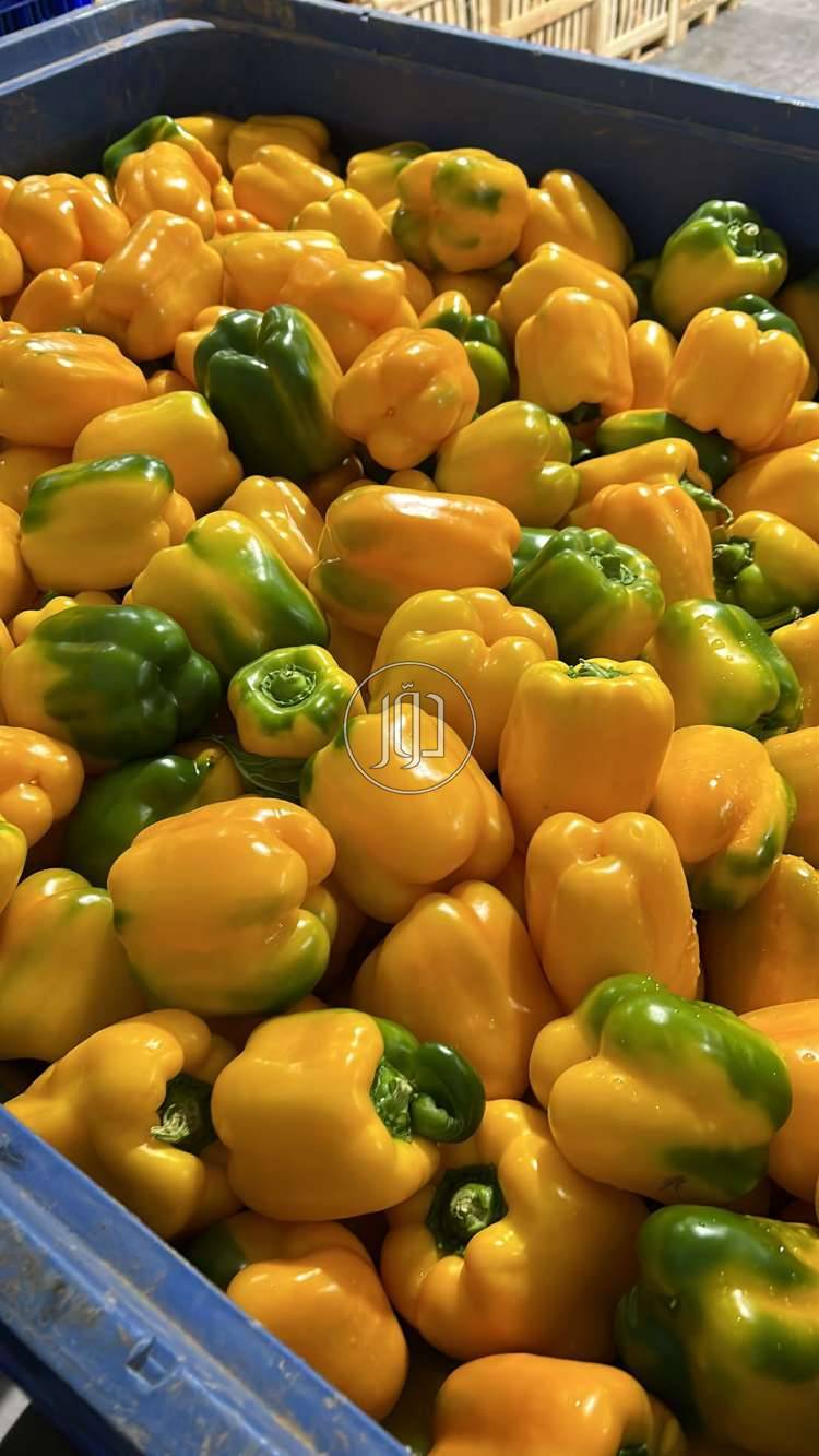 صور محاصيل وبذور زراعية في الامارات - دوّر.كوم