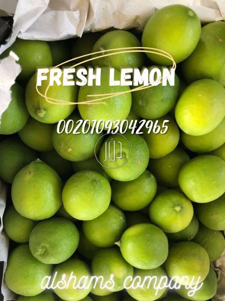 صور محاصيل وبذور زراعية في الامارات - دوّر.كوم