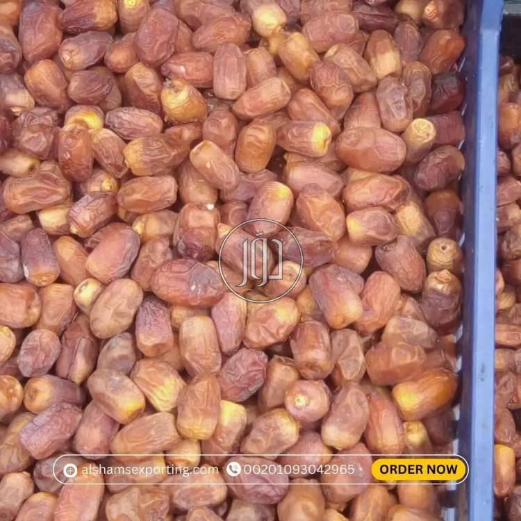 صور محاصيل وبذور زراعية في الامارات - دوّر.كوم