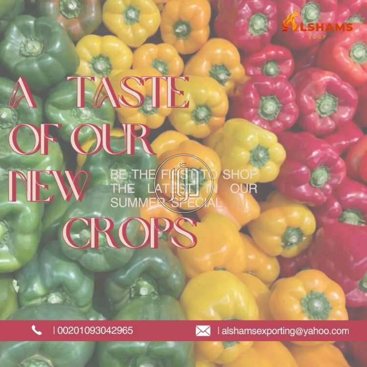 صور محاصيل وبذور زراعية في الامارات - دوّر.كوم