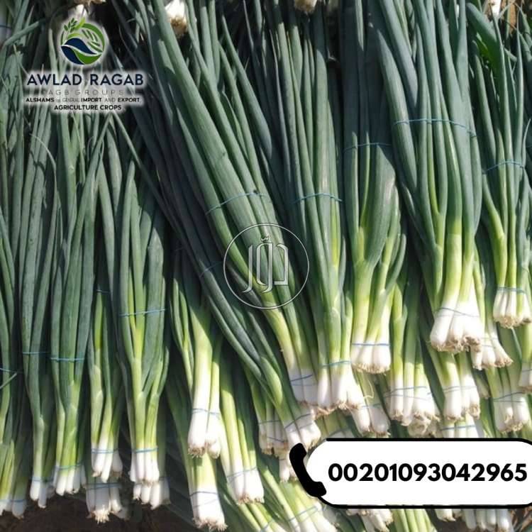 صور محاصيل وبذور زراعية في الامارات - دوّر.كوم