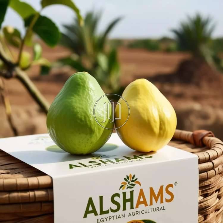 صور محاصيل وبذور زراعية في الامارات - دوّر.كوم