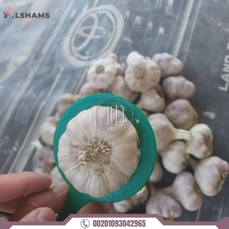 صور محاصيل وبذور زراعية في الامارات - دوّر.كوم