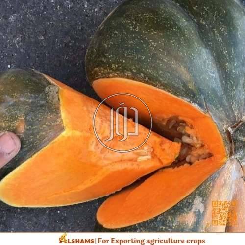 صور محاصيل وبذور زراعية في الامارات - دوّر.كوم