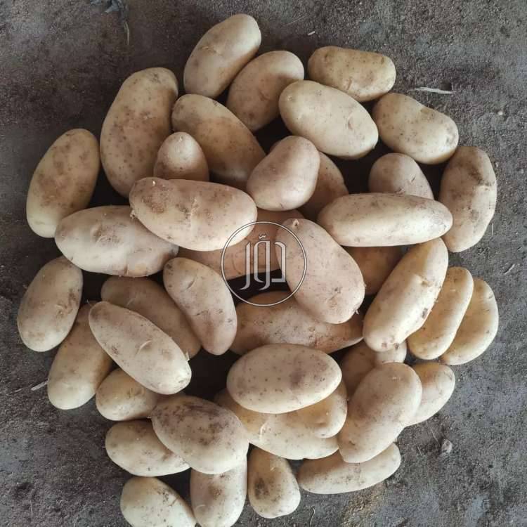 صور محاصيل وبذور زراعية في الامارات - دوّر.كوم