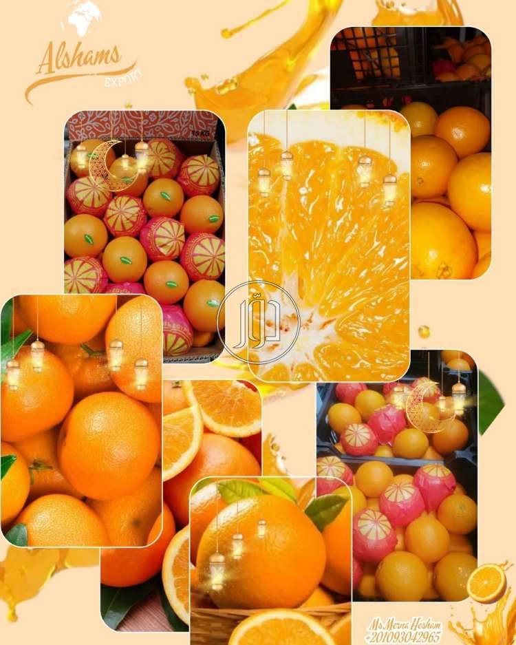 صور محاصيل وبذور زراعية في الامارات - دوّر.كوم