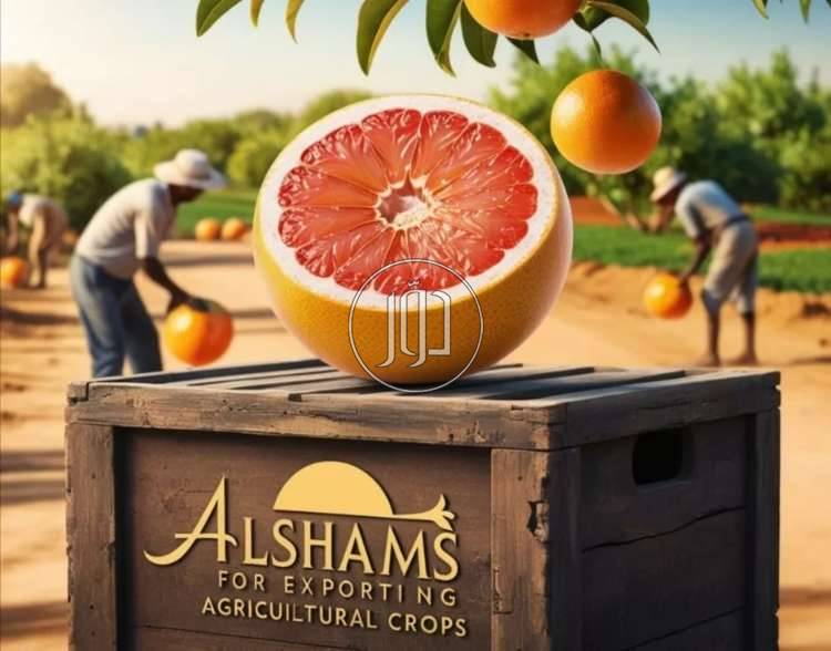 صور محاصيل وبذور زراعية في الامارات - دوّر.كوم