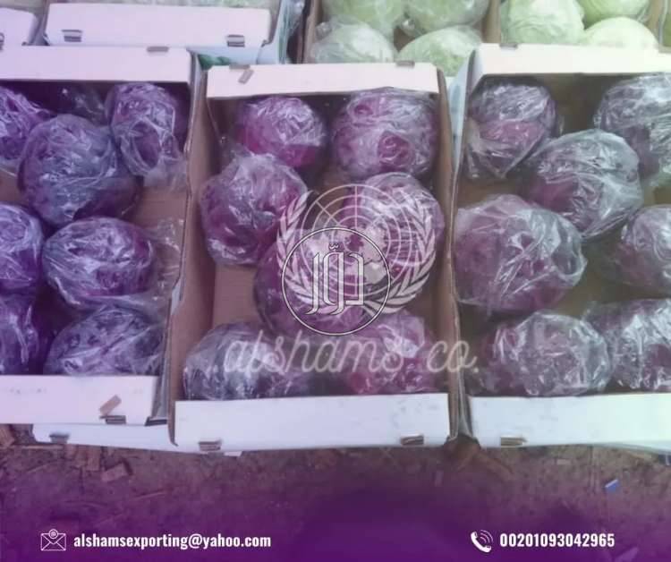 صور محاصيل وبذور زراعية في الامارات - دوّر.كوم