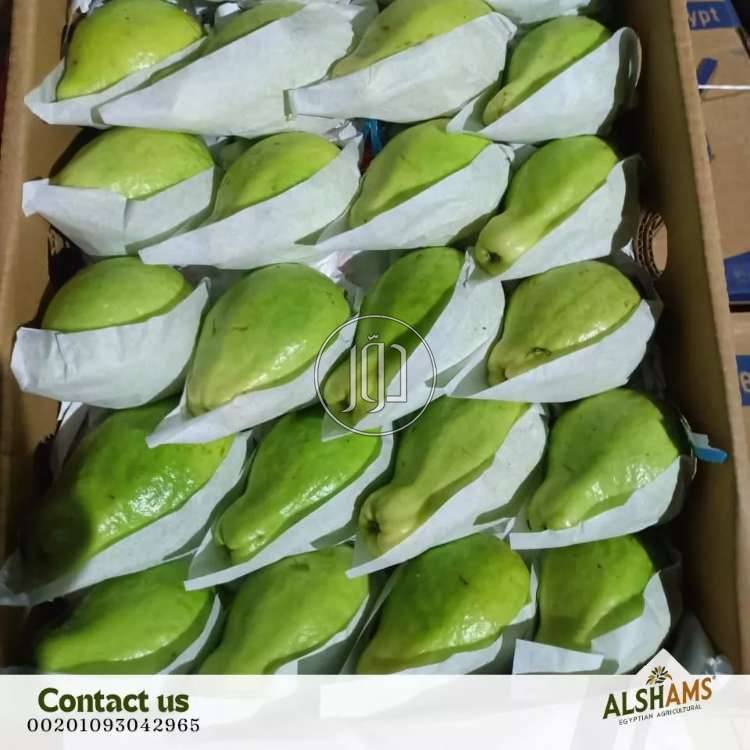 صور محاصيل وبذور زراعية في الامارات - دوّر.كوم