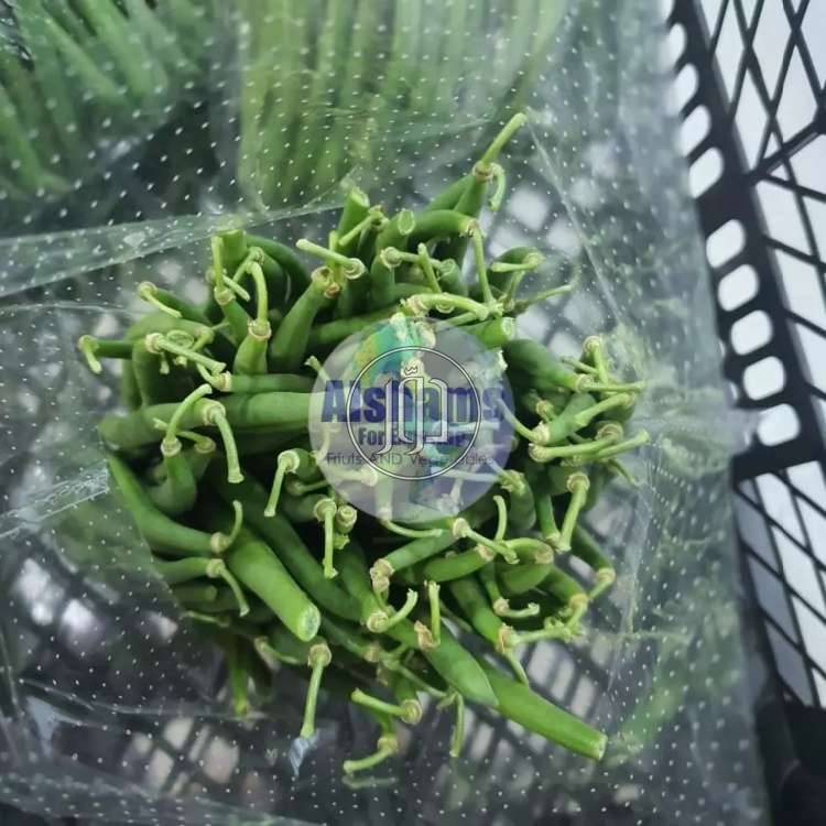 صور محاصيل وبذور زراعية في الامارات - دوّر.كوم