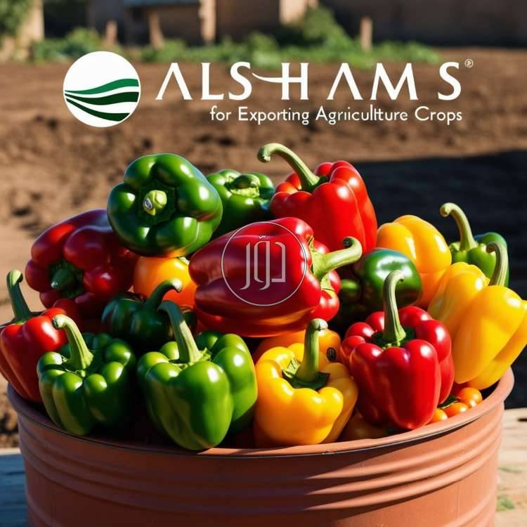 صور محاصيل وبذور زراعية في الامارات - دوّر.كوم