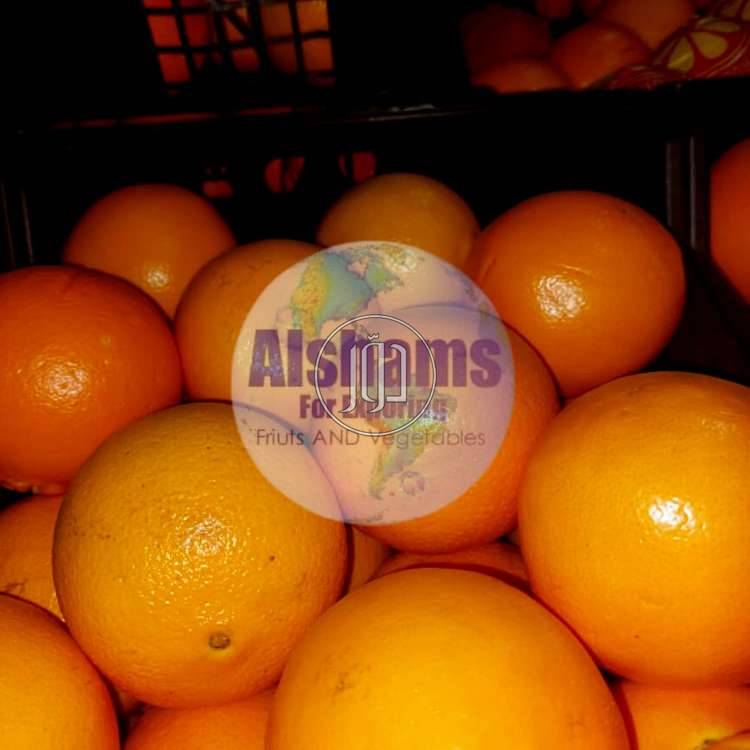 صور محاصيل وبذور زراعية في الامارات - دوّر.كوم