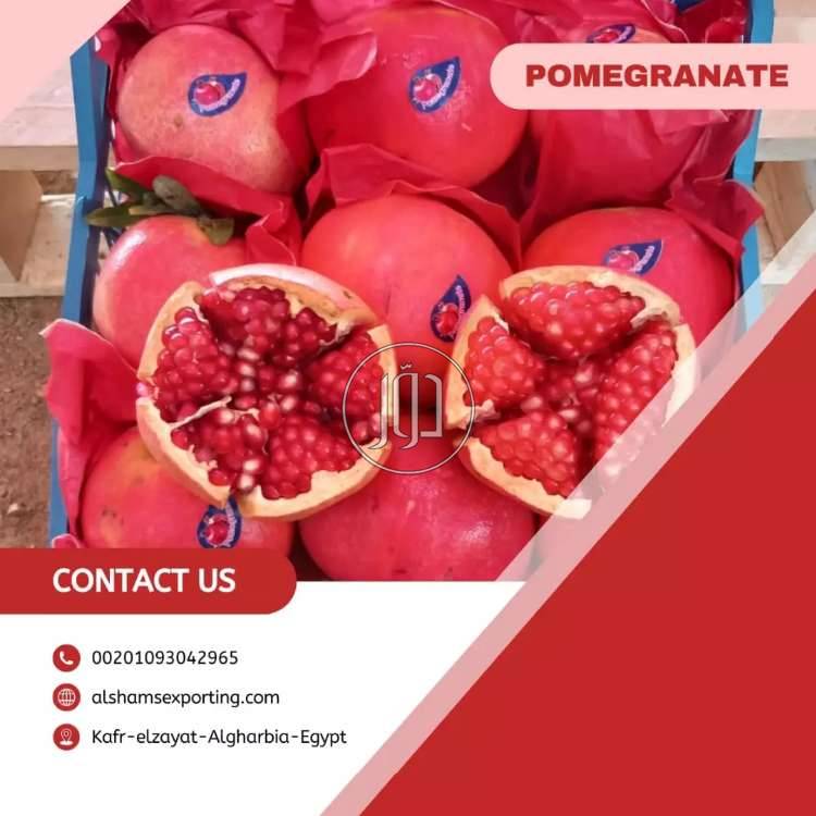 صور محاصيل وبذور زراعية في الامارات - دوّر.كوم