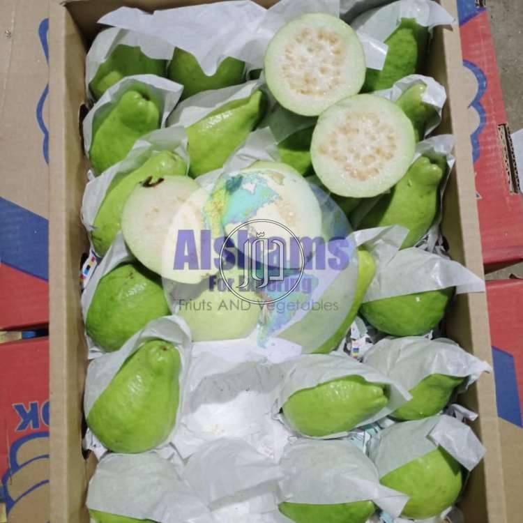 صور محاصيل وبذور زراعية في الامارات - دوّر.كوم