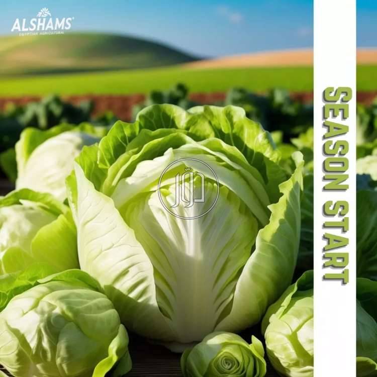 صور محاصيل وبذور زراعية في الامارات - دوّر.كوم