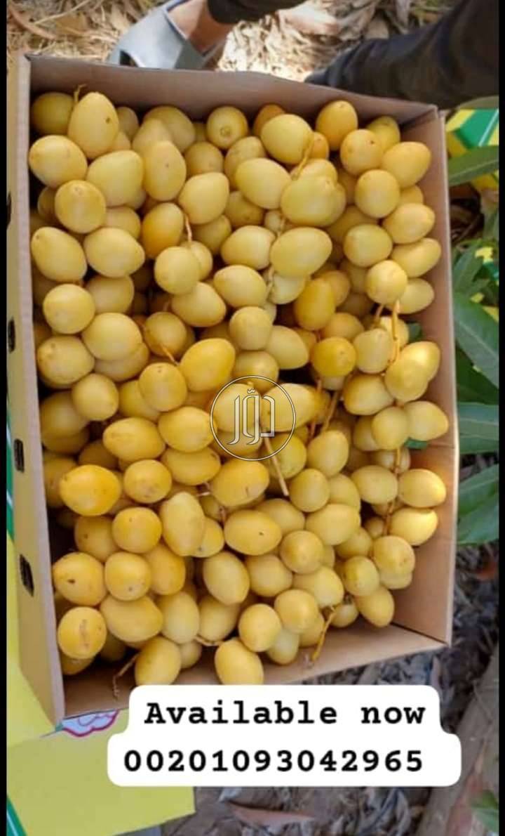 صور محاصيل وبذور زراعية في الامارات - دوّر.كوم