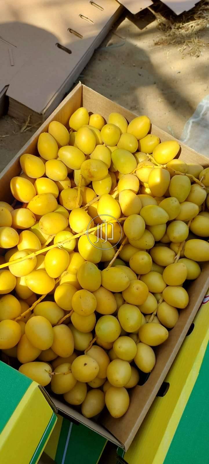 صور محاصيل وبذور زراعية في الامارات - دوّر.كوم