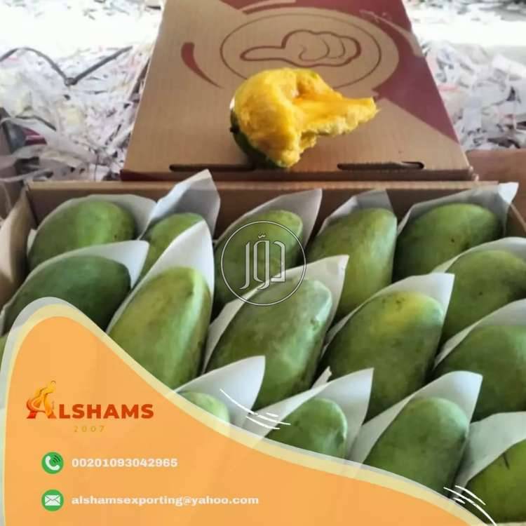 صور محاصيل وبذور زراعية في الامارات - دوّر.كوم