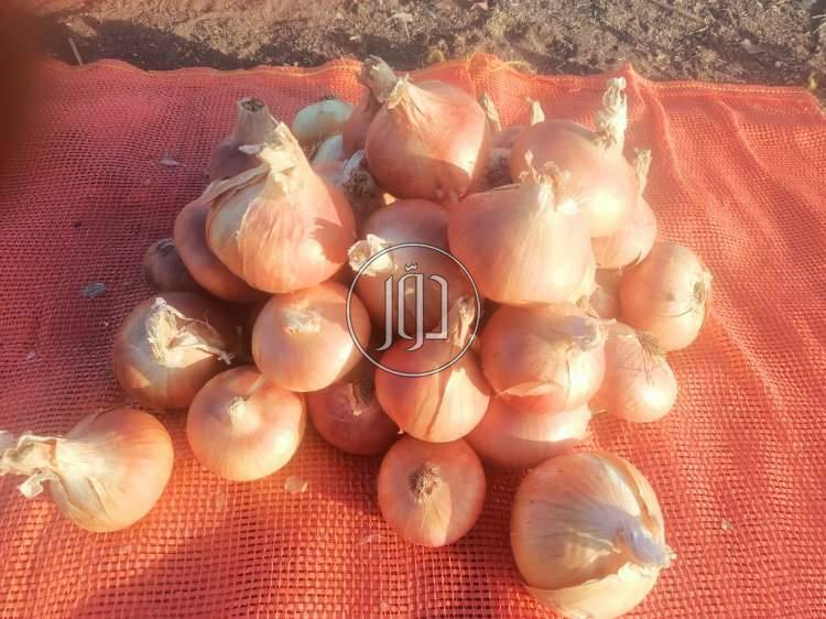 صور محاصيل وبذور زراعية في الامارات - دوّر.كوم