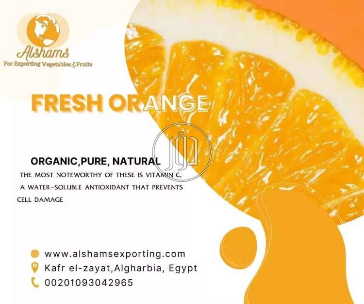 صور محاصيل وبذور زراعية في الامارات - دوّر.كوم