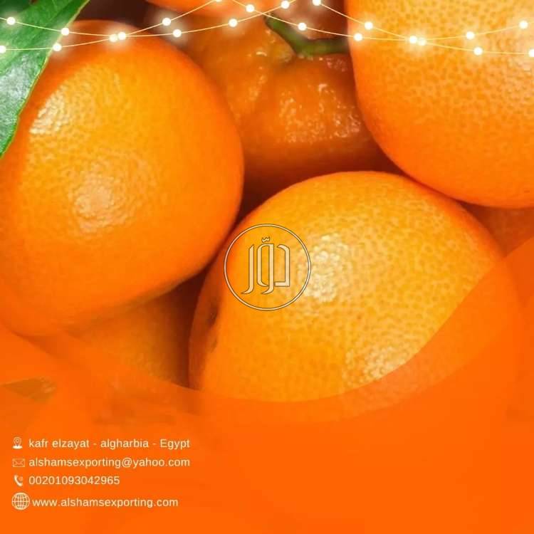 صور محاصيل وبذور زراعية في الامارات - دوّر.كوم