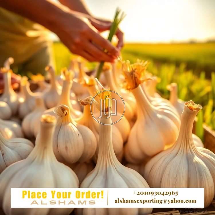 صور محاصيل وبذور زراعية في الامارات - دوّر.كوم