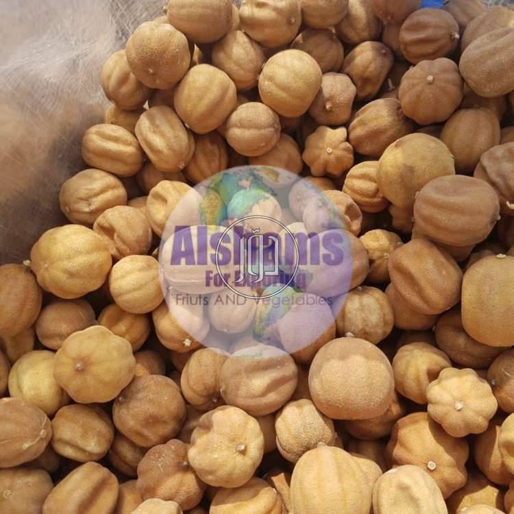 صور محاصيل وبذور زراعية في الامارات - دوّر.كوم