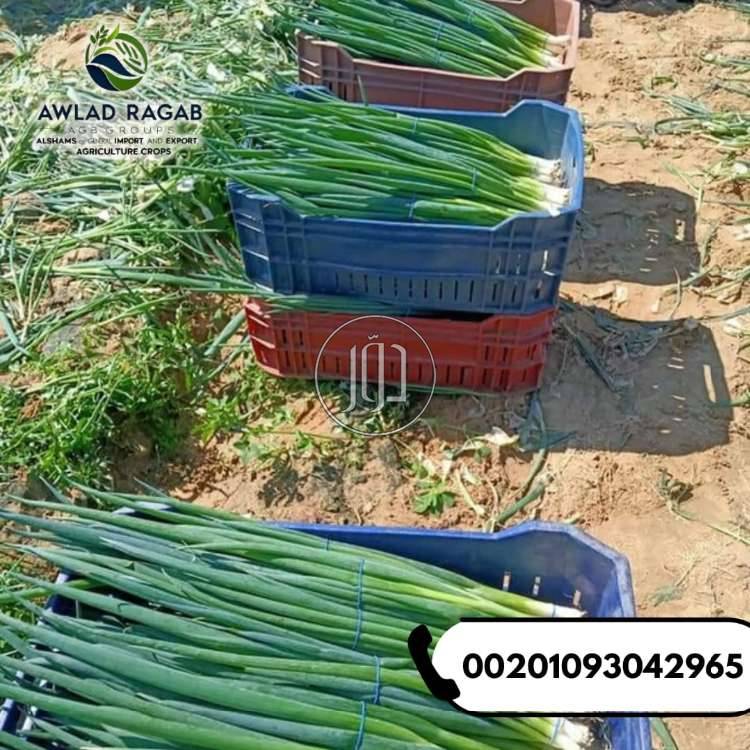 صور محاصيل وبذور زراعية في الامارات - دوّر.كوم