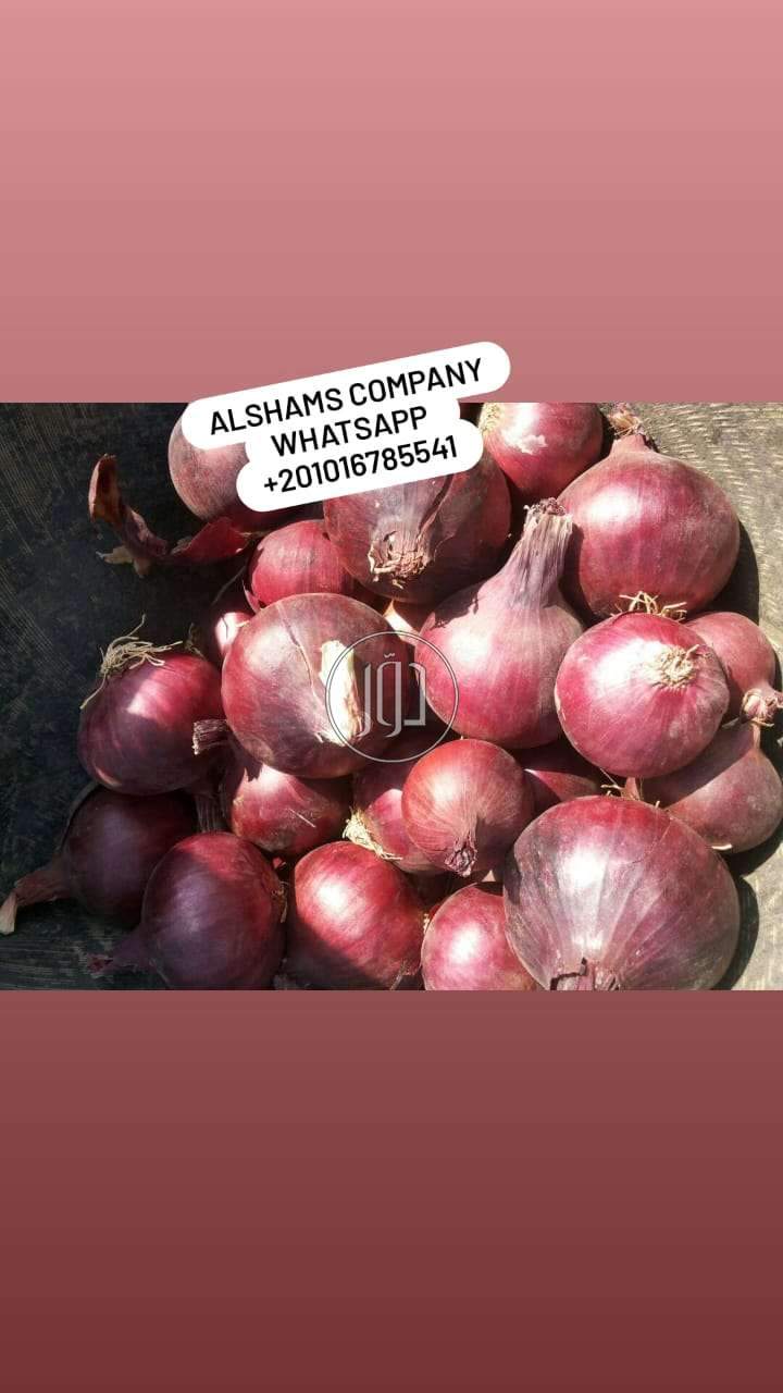 صور محاصيل وبذور زراعية في الامارات - دوّر.كوم