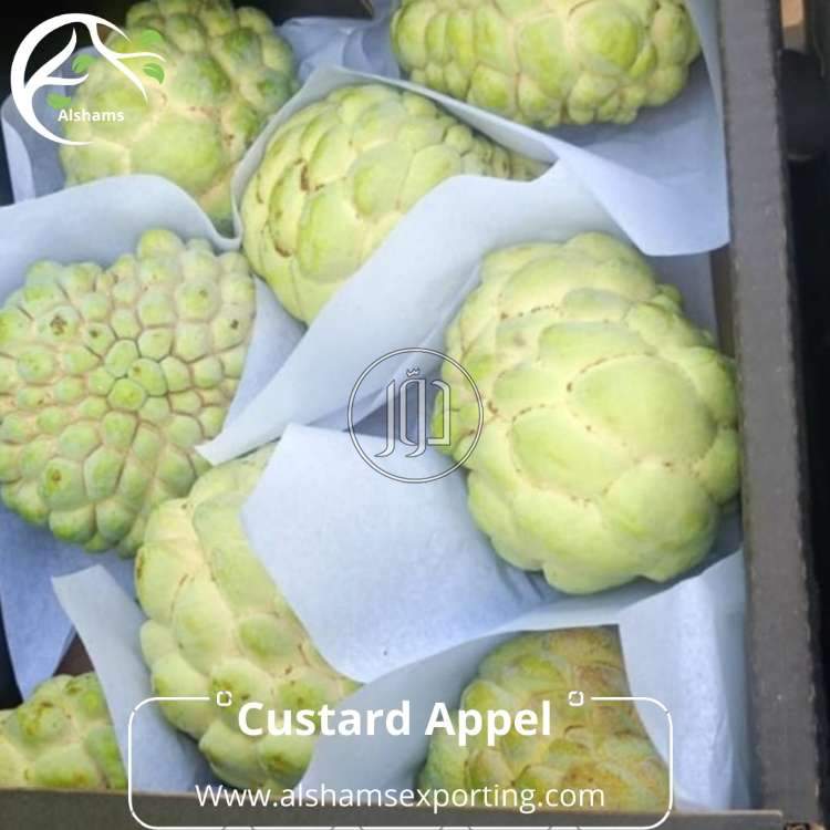 صور محاصيل وبذور زراعية في الامارات - دوّر.كوم