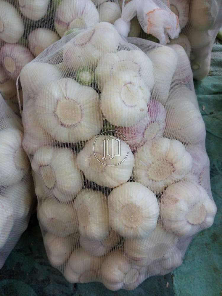 صور محاصيل وبذور زراعية في الامارات - دوّر.كوم