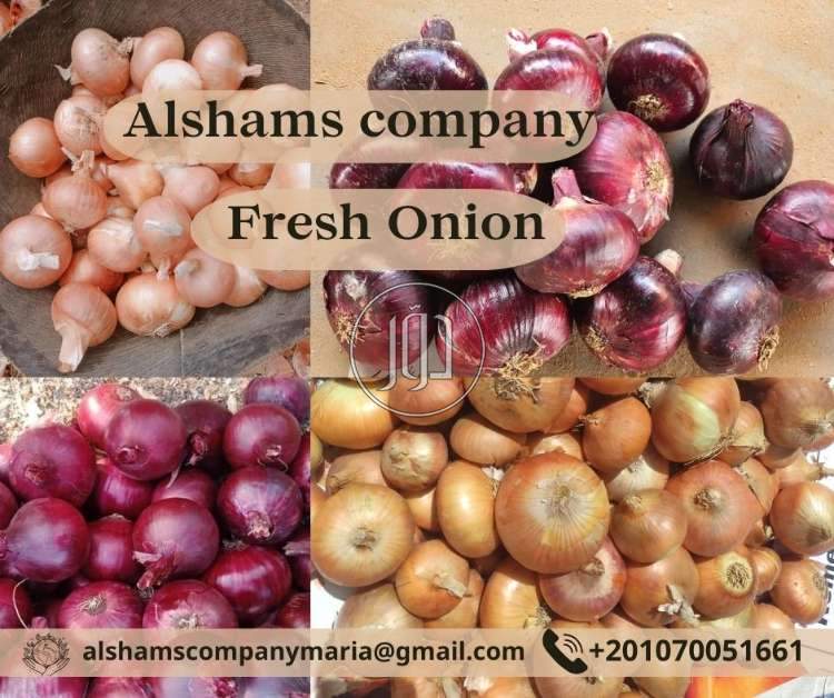 صور محاصيل وبذور زراعية في الامارات - دوّر.كوم