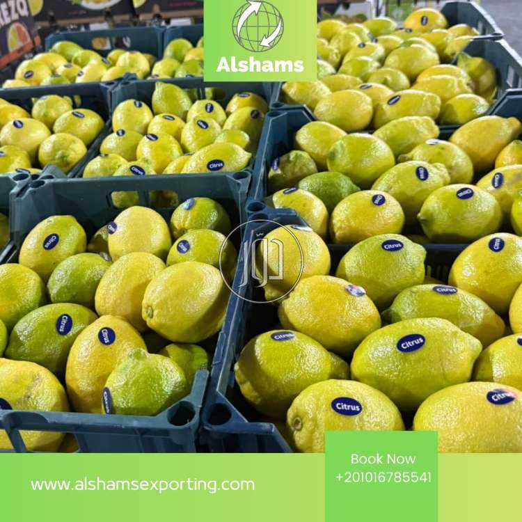 صور محاصيل وبذور زراعية في الامارات - دوّر.كوم