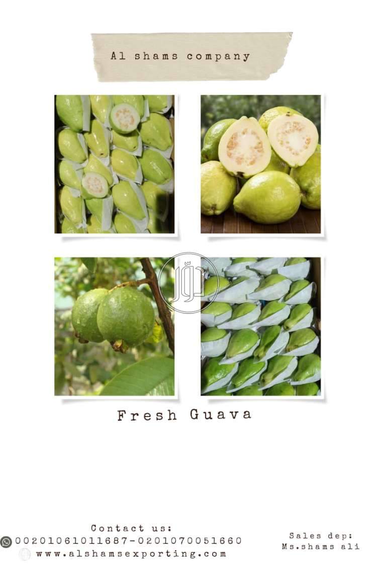 صور محاصيل وبذور زراعية في الامارات - دوّر.كوم