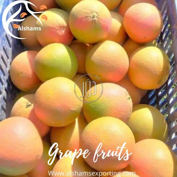 صور محاصيل وبذور زراعية في الامارات - دوّر.كوم