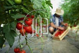 محاصيل زراعية في الامارات