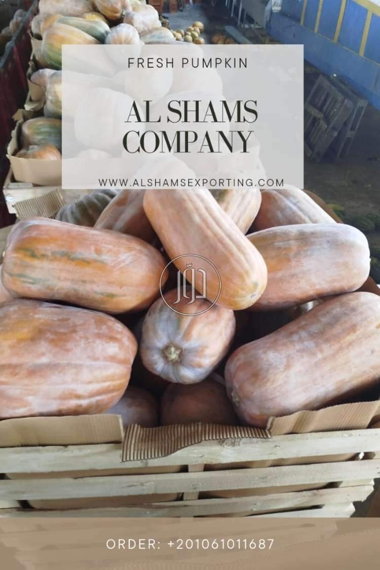 صور محاصيل وبذور زراعية في الامارات - دوّر.كوم