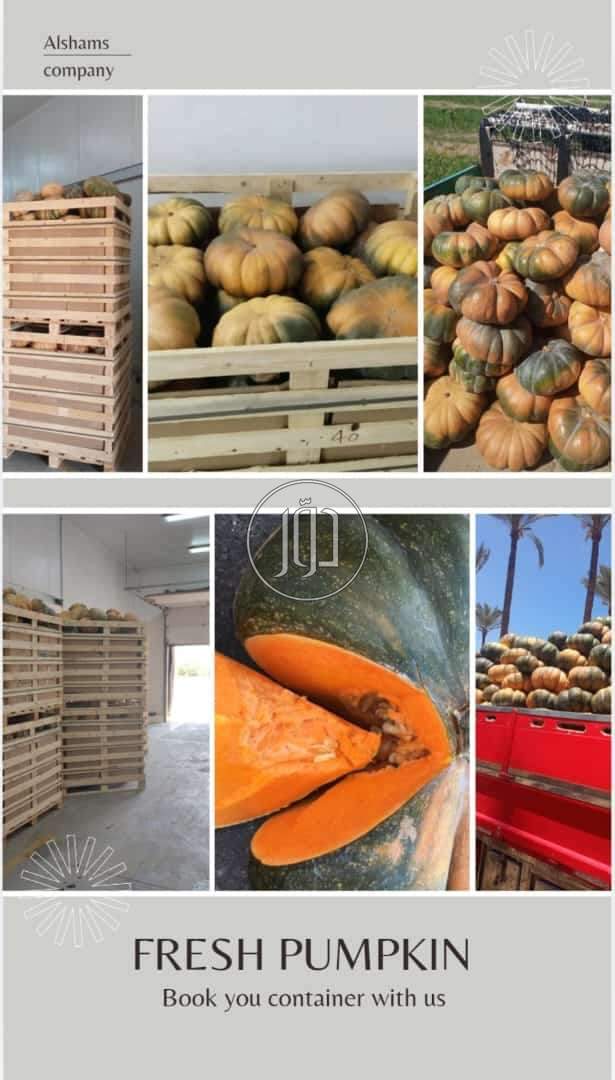 صور محاصيل وبذور زراعية في الامارات - دوّر.كوم