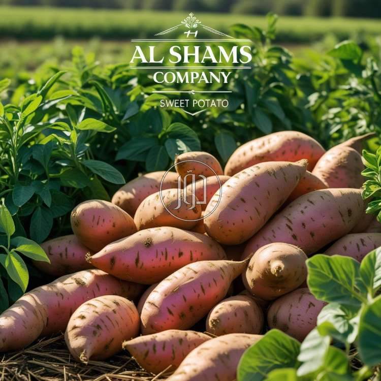 صور محاصيل وبذور زراعية في الامارات - دوّر.كوم