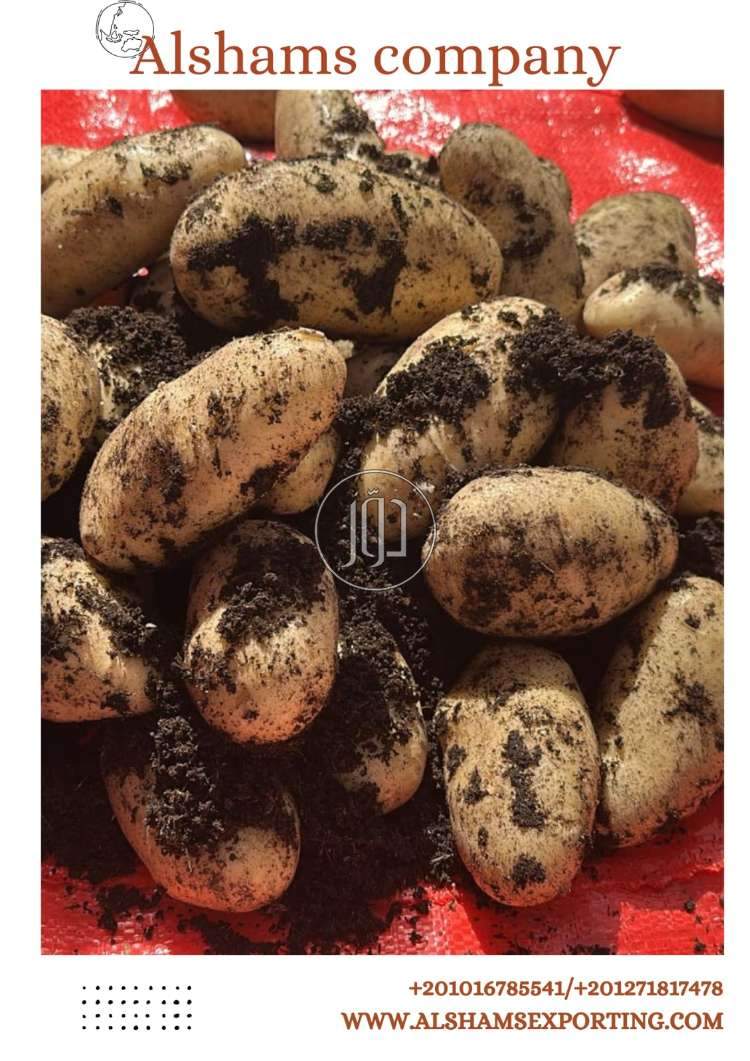 محاصيل زراعية في الامارات